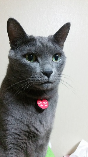 어른고양이 쪼꼬.jpg