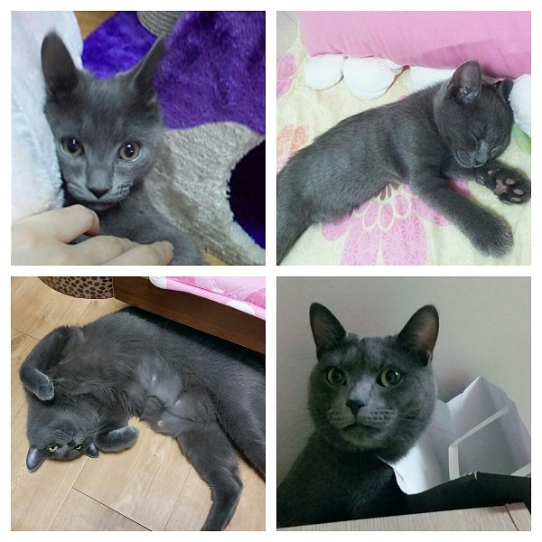 아깽이 쪼꼬.jpg